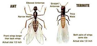 Navarre Pest Control Termite vs Ant